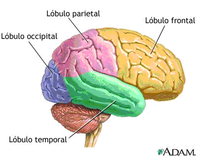 sistema nervioso: Regiones del Cerebro.